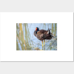 Common Gallinule Looking Fluffy Posters and Art